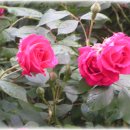 대도빌라 이미지