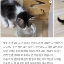 더 브리티쉬 | [운정고양이분양] 포근한 브리티쉬롱헤어 도레미캣 다산점 후기