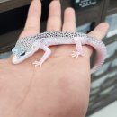 강릉축산농협 하나로마트 입암점 이미지