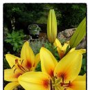 오션힐민박 이미지