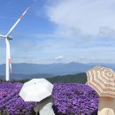 바람언덕 이미지