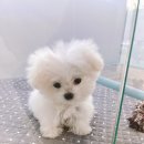 그레이동물병원 강남점 이미지