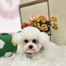 러블리펫그루밍 이미지