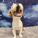 개들의 집 펫살롱 이미지