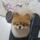 예곰 Daum카페