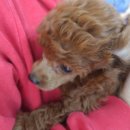 스토리펫(Story pet) 이미지