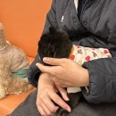 멍지트 | 힐링이 필요할 때 신림 중소형견 애견카페 멍지트