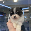 오독강아지안심분양센터
