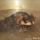 궁전음식점 이미지