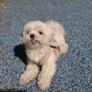 보니또그 이미지