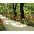 함양 상림(上林)공원 꽃무릇길을 걷다 이미지