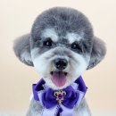 사르르몽몽 이미지