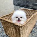 라페트 폼 이미지