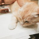 피움동물병원 이미지