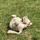 people puppy 네이버블로그
