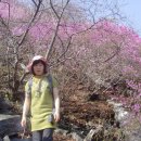 여수 영취산& 진해 및 백운산 벚꽃축제 이미지