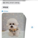 슈가 펫살롱 이미지
