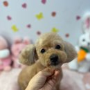 오늘도 뽀송하개 이미지