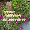 야생화추천 와인컵쥐손이 이미지