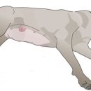 서동 동물메디컬센터 이미지