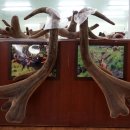 대관령사슴목장 이미지