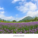 버들공원 이미지