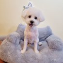 꽃내음나개 | [공지] [진해] 석동 애견미용 꽃내음나개, "트라우마 있던 우리 강아지의 놀라운 변화"