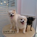 빙구네 애견미용실 네이버블로그