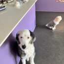 휘게 펫케어 이미지