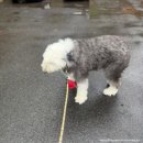 향기롭개 이미지