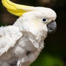 앵무새 이미지