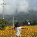 구례군청소년수련원 | 구례 황화 코스모스밭 전남 가을 꽃구경 명소