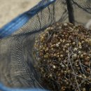 세종시 전의 조경수 하늘농원 참 옻나무 묘목 씨앗 세종시 농업기술센터 이미지