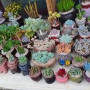 계림꽃농원 이미지