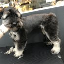 Re Pet 애견샵 이미지