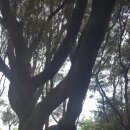 하얀날개 이미지