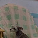 카페멍스 이미지