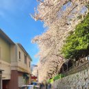 주례여자고등학교 | [부산 벚꽃 명소] 개금 벚꽃길 데크로드 산책후기 ㅣ 67번 버스 뚜벅이 코스 (넷플릭스 촬영지)