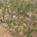 제천농장 이미지