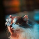 진안동물병원 이미지