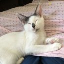 고양이입양소 이미지