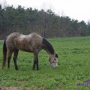 장원목장 이미지