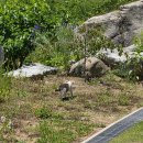 덕유대7영지매점 | 무주 덕유대 캠핑/무주산골영화제