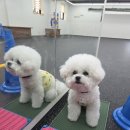스테이영 애견학교 | 스테이영 애견학교, 독피트니스 활동 기구 위에서 스탠드 [강아지 운동, 코어 근육 키우기]