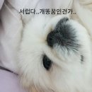 돌아온뚱이
