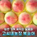 형제농장A | 복숭아계의 샤넬 신비복숭아부터 대극천까지 골라 먹는 즐거움