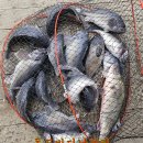 독도바다낚시터 이미지