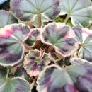 이쁜포리 이미지