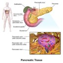 이자(胰子, pancreas, 췌장) 이미지