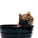 개와고양이 이미지